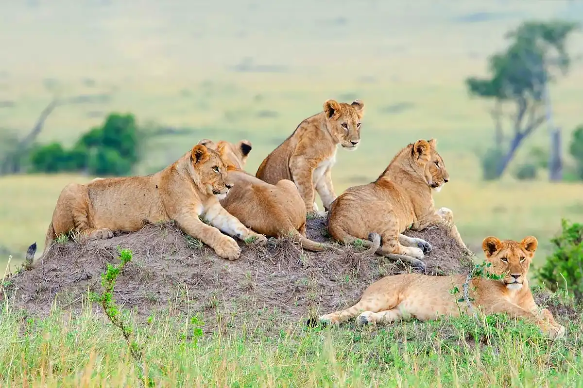 9 Days Serengeti Grand Tour & Tanzania Safari