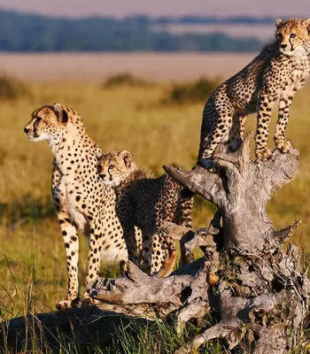 6_day_lodge_luxury_safari_