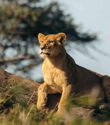 7-Day-Tanzania-Safari-1